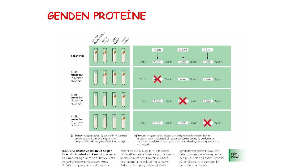 GENDEN PROTEİNE 