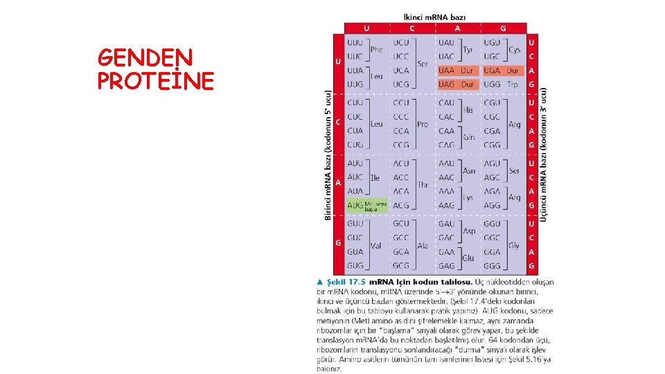 GENDEN PROTEİNE 