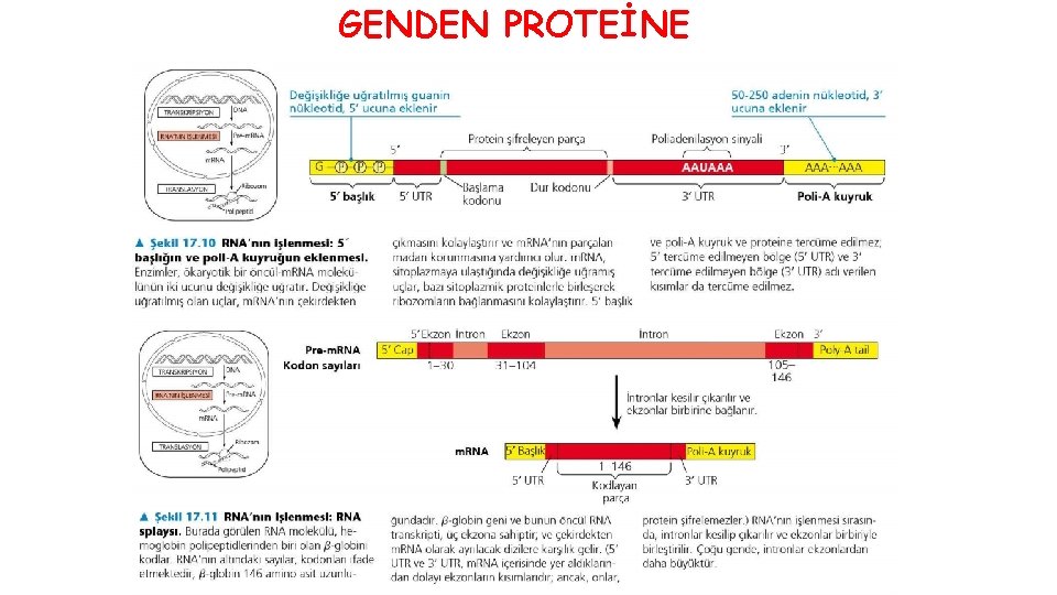 GENDEN PROTEİNE 