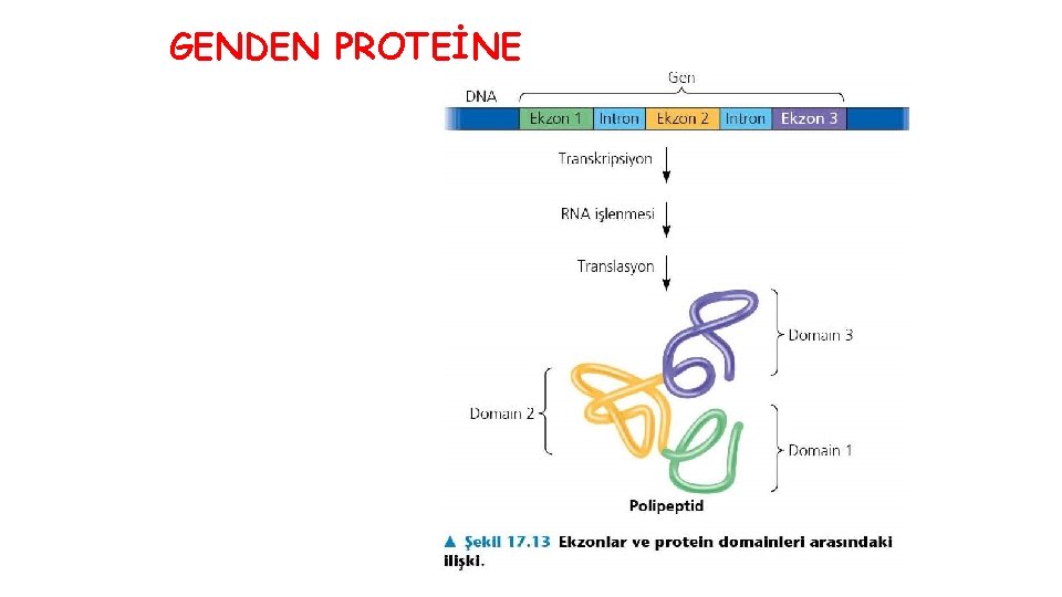 GENDEN PROTEİNE 