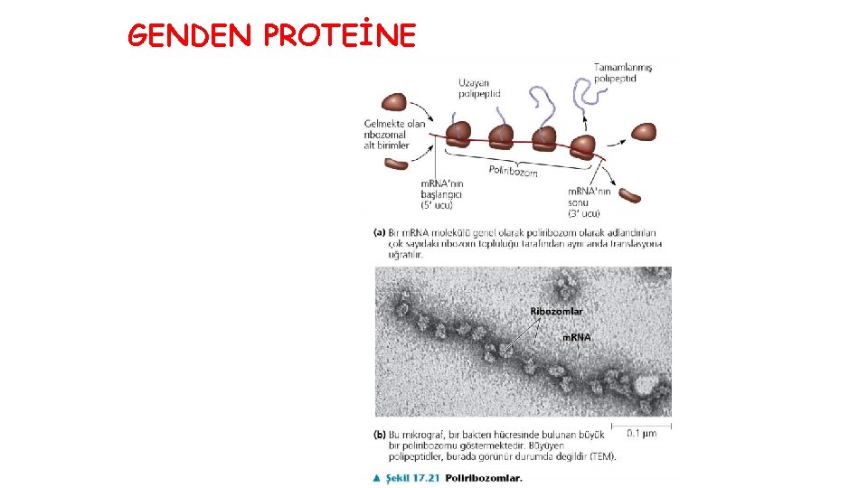 GENDEN PROTEİNE 