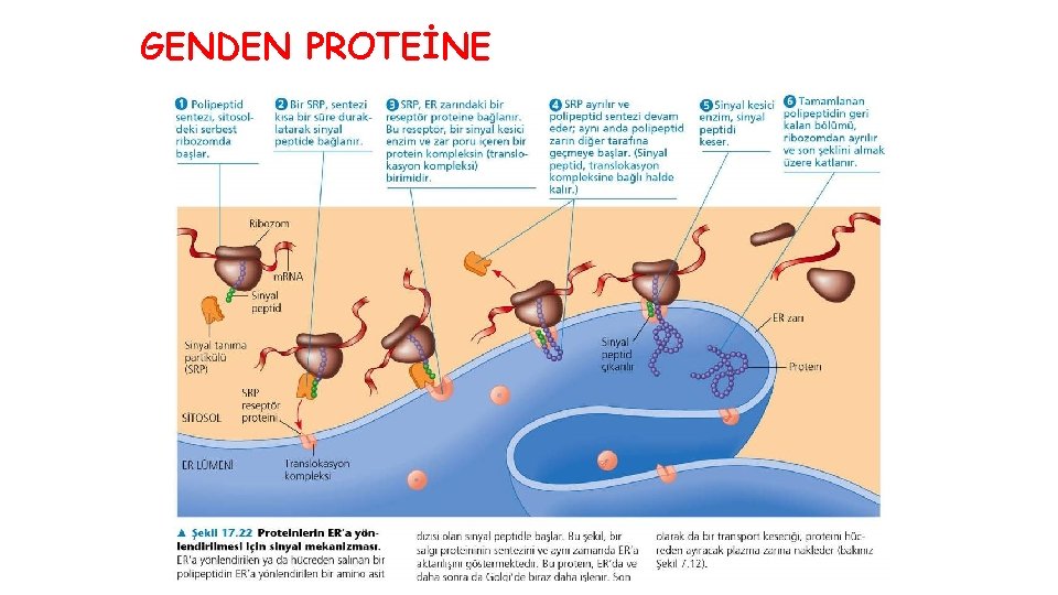 GENDEN PROTEİNE 