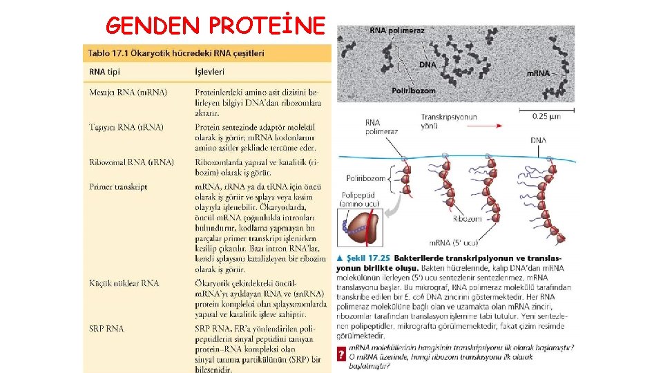 GENDEN PROTEİNE 