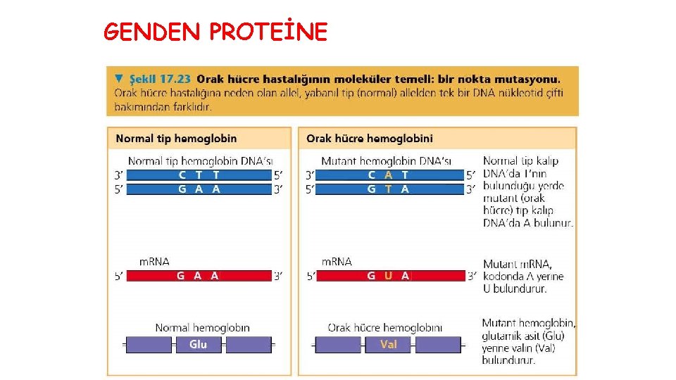 GENDEN PROTEİNE 