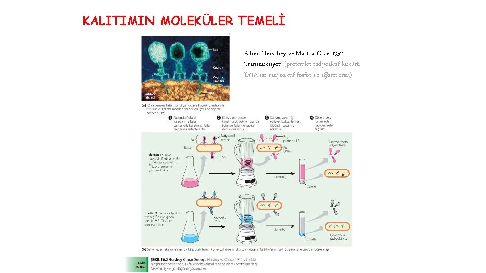 KALITIMIN MOLEKÜLER TEMELİ Alfred Herschey ve Martha Case 1952 Transdüksiyon (proteinler radyoaktif kükürt, DNA