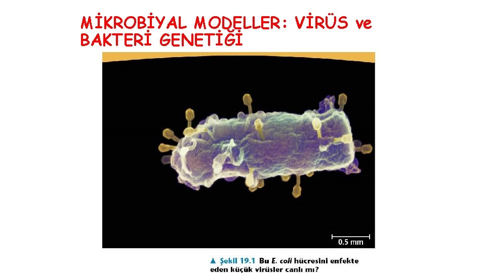 MİKROBİYAL MODELLER: VİRÜS ve BAKTERİ GENETİĞİ 