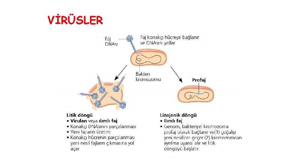 VİRÜSLER 