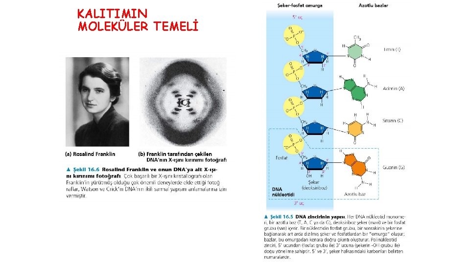 KALITIMIN MOLEKÜLER TEMELİ 