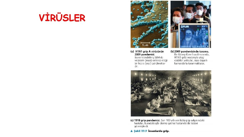 VİRÜSLER 