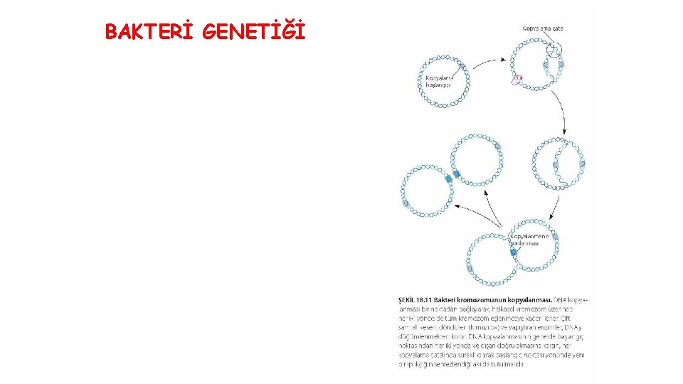 BAKTERİ GENETİĞİ 