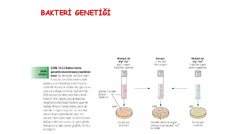 BAKTERİ GENETİĞİ 