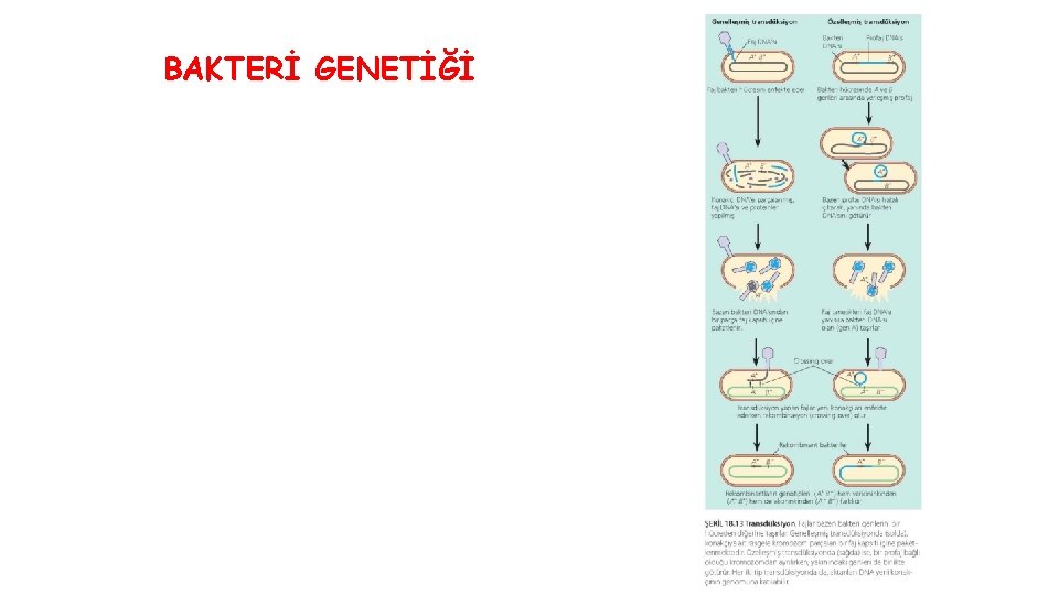 BAKTERİ GENETİĞİ 