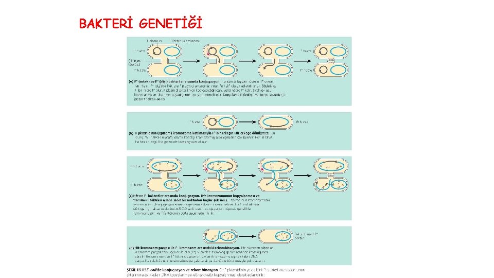 BAKTERİ GENETİĞİ 