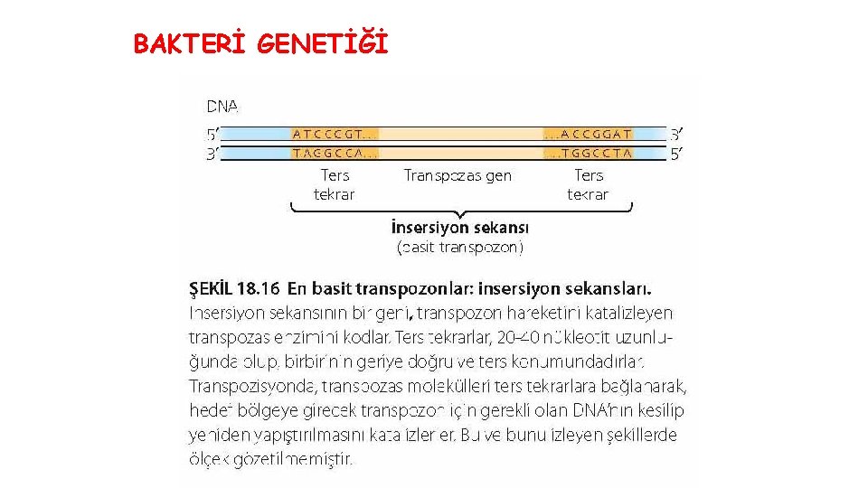 BAKTERİ GENETİĞİ 