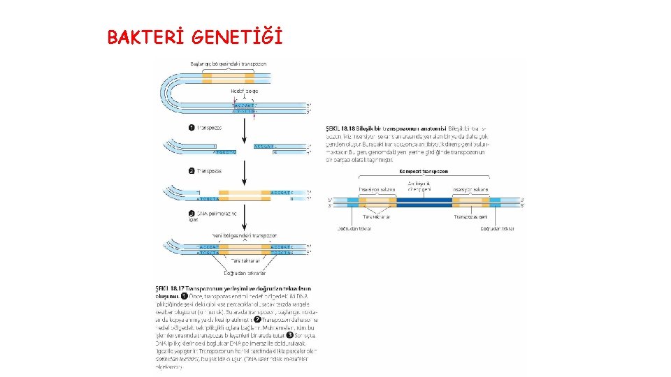 BAKTERİ GENETİĞİ 