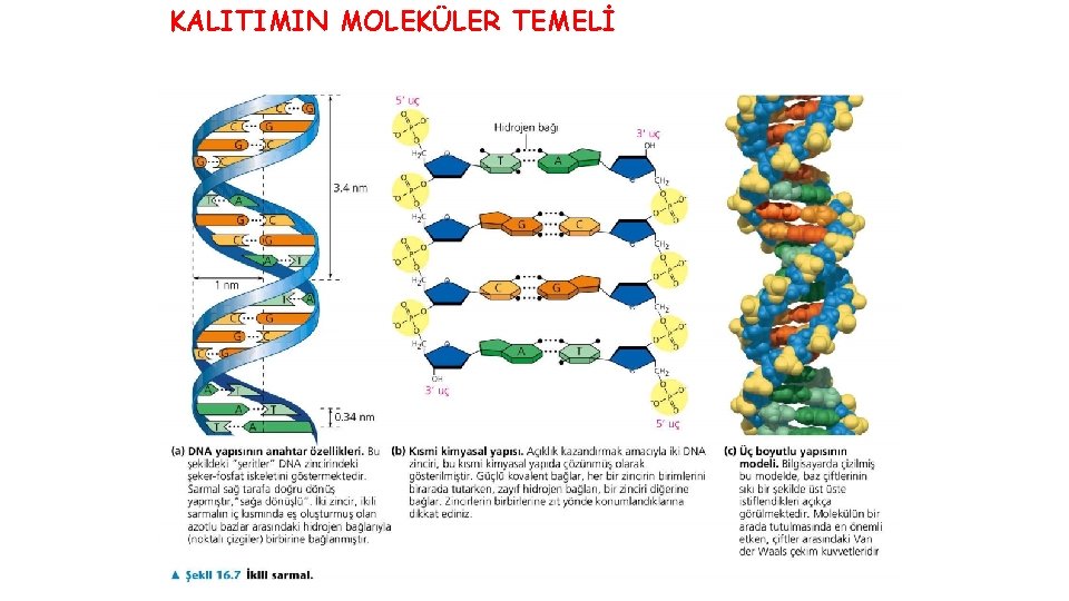 KALITIMIN MOLEKÜLER TEMELİ 