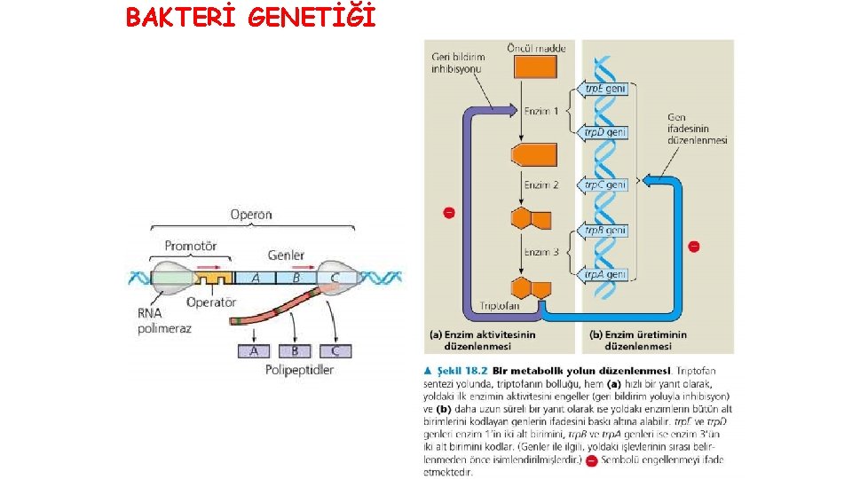 BAKTERİ GENETİĞİ 