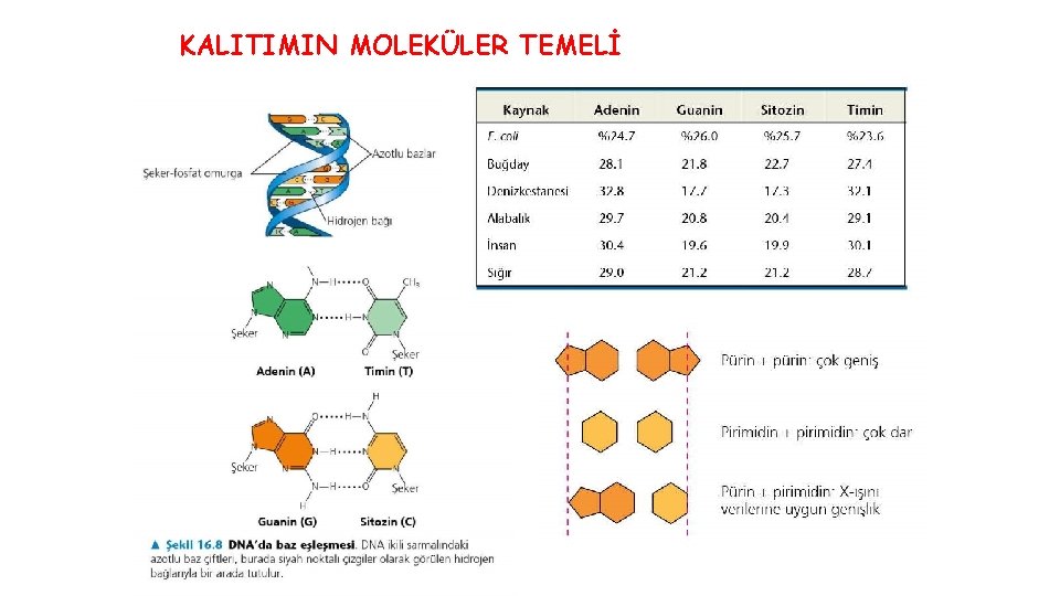 KALITIMIN MOLEKÜLER TEMELİ 