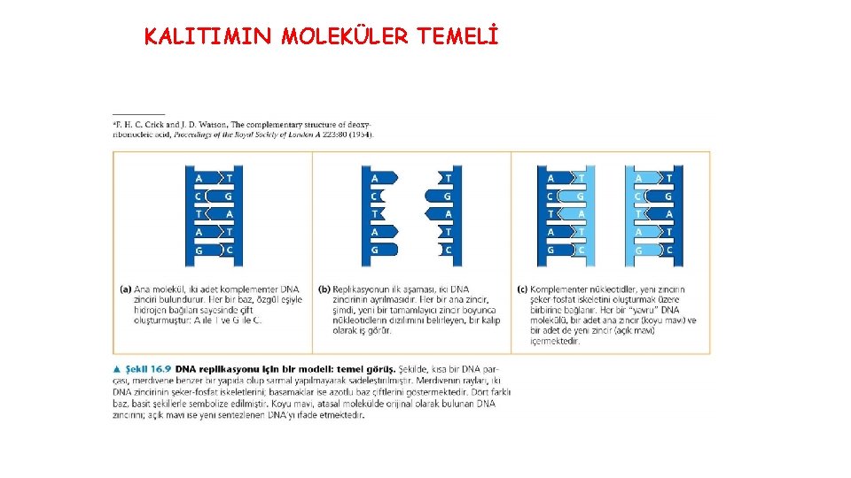 KALITIMIN MOLEKÜLER TEMELİ 