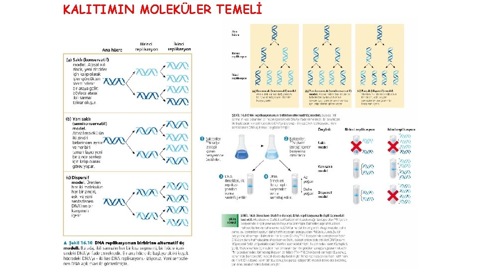 KALITIMIN MOLEKÜLER TEMELİ 