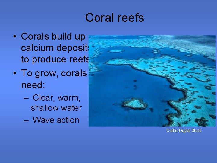 Coral reefs • Corals build up calcium deposits to produce reefs • To grow,