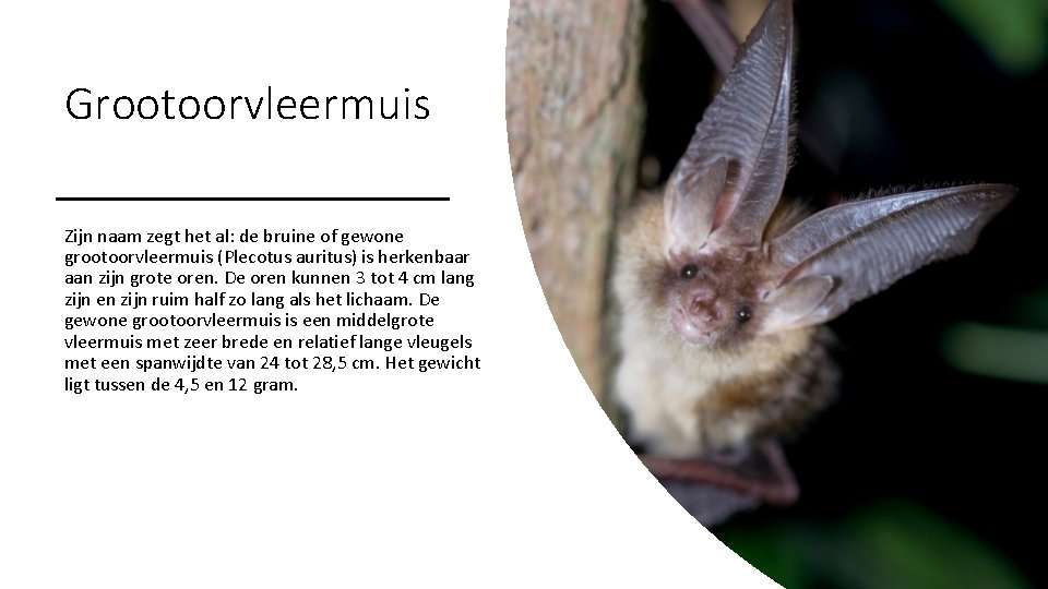 Grootoorvleermuis Zijn naam zegt het al: de bruine of gewone grootoorvleermuis (Plecotus auritus) is