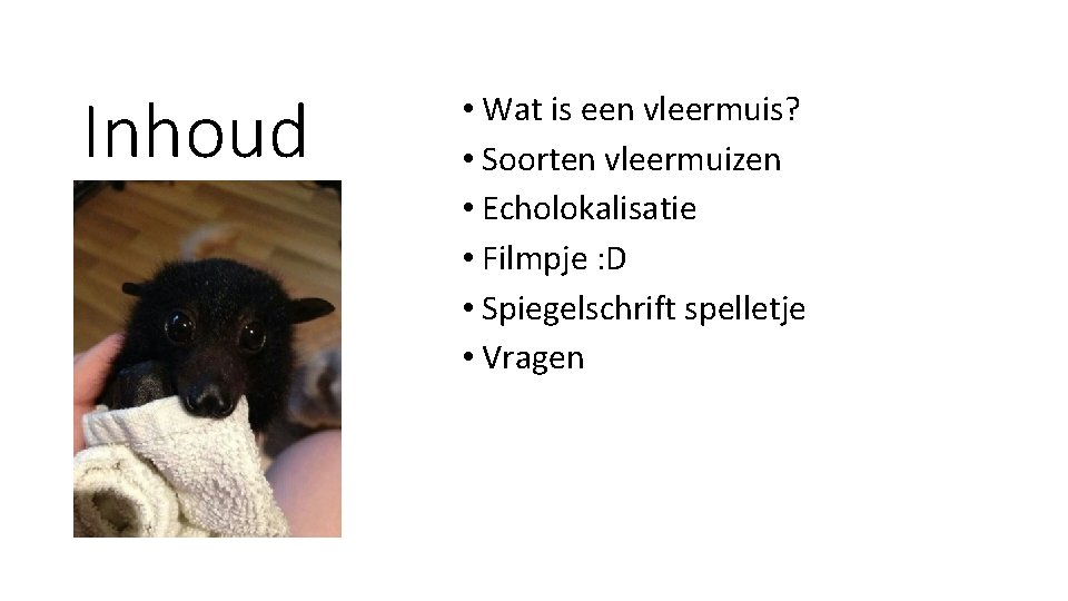 Inhoud • Wat is een vleermuis? • Soorten vleermuizen • Echolokalisatie • Filmpje :