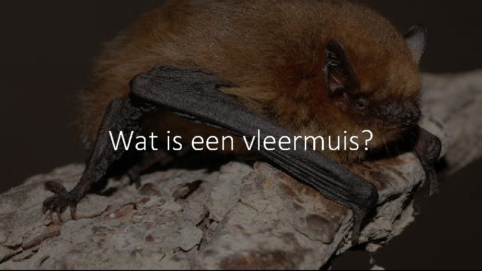 Wat is een vleermuis? 