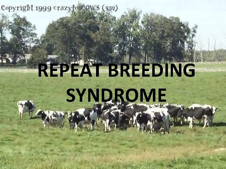 REPEAT BREEDING SYNDROME © TANUVAS, 2011 