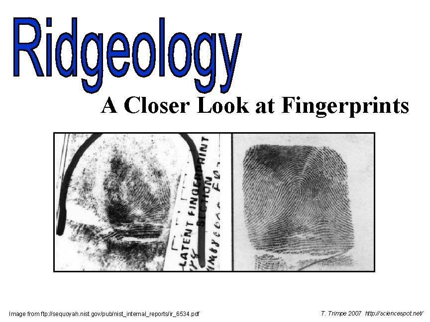 A Closer Look at Fingerprints Image from ftp: //sequoyah. nist. gov/pub/nist_internal_reports/ir_6534. pdf T. Trimpe