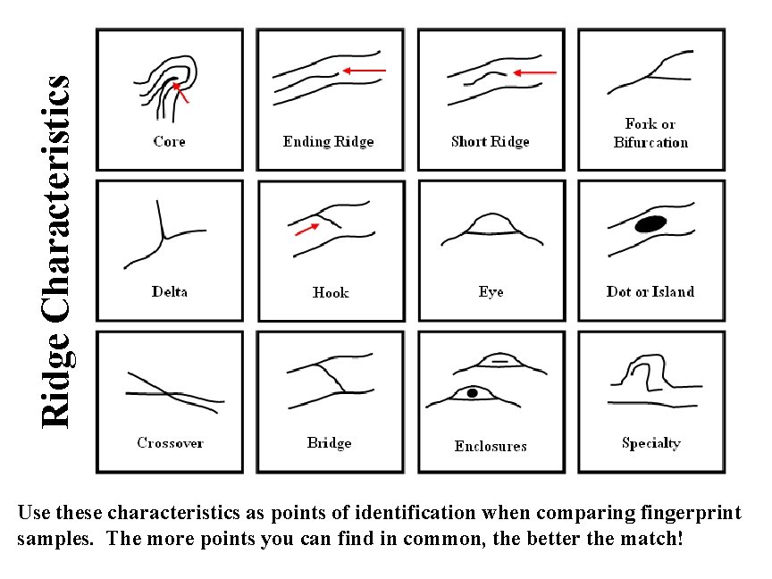 Ridge Characteristics Use these characteristics as points of identification when comparing fingerprint samples. The