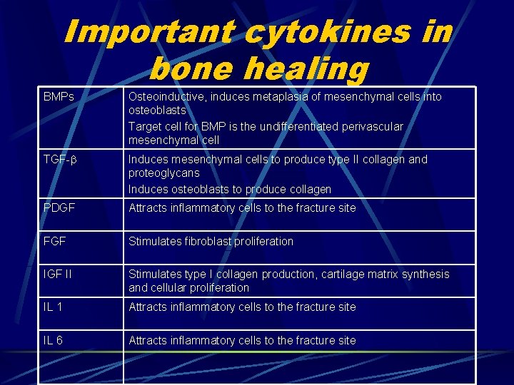 Important cytokines in bone healing BMPs Osteoinductive, induces metaplasia of mesenchymal cells into osteoblasts