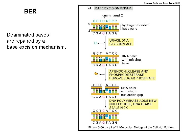 Genome Evolution. Amos Tanay 2012 BER Deaminated bases are repaired by a base excision