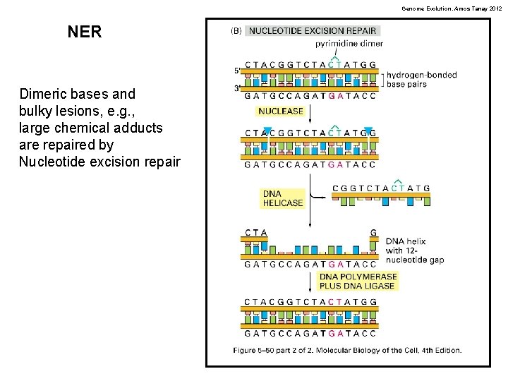 Genome Evolution. Amos Tanay 2012 NER Dimeric bases and bulky lesions, e. g. ,