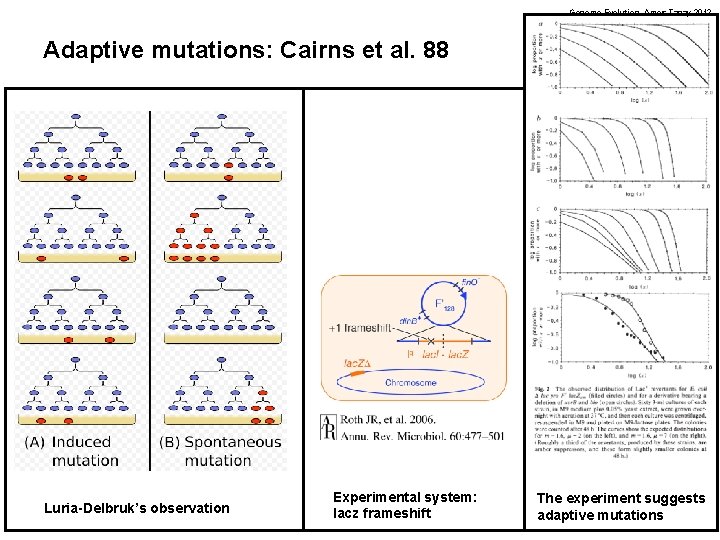 Genome Evolution. Amos Tanay 2012 Adaptive mutations: Cairns et al. 88 Luria-Delbruk’s observation Experimental