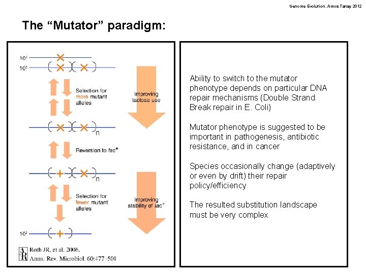 Genome Evolution. Amos Tanay 2012 The “Mutator” paradigm: Ability to switch to the mutator