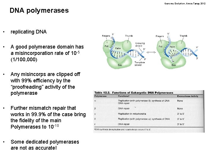 Genome Evolution. Amos Tanay 2012 DNA polymerases • replicating DNA • A good polymerase