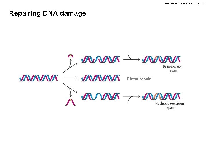 Genome Evolution. Amos Tanay 2012 Repairing DNA damage Direct repair 