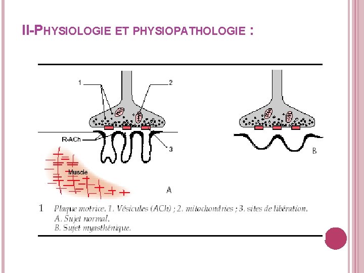 II-PHYSIOLOGIE ET PHYSIOPATHOLOGIE : 