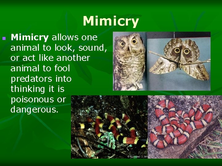 Mimicry n Mimicry allows one animal to look, sound, or act like another animal