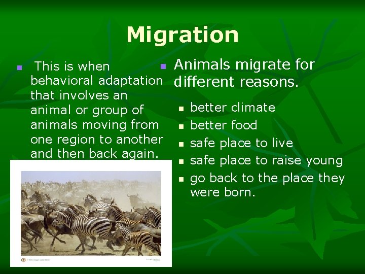 Migration n n Animals migrate for This is when behavioral adaptation different reasons. that