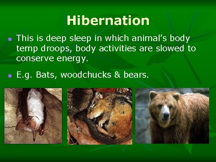 Hibernation n n This is deep sleep in which animal’s body temp droops, body