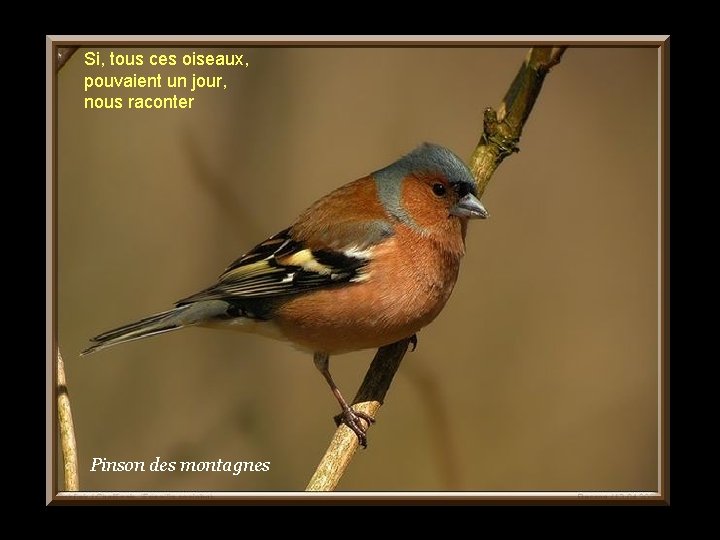 Si, tous ces oiseaux, pouvaient un jour, nous raconter Pinson des montagnes 