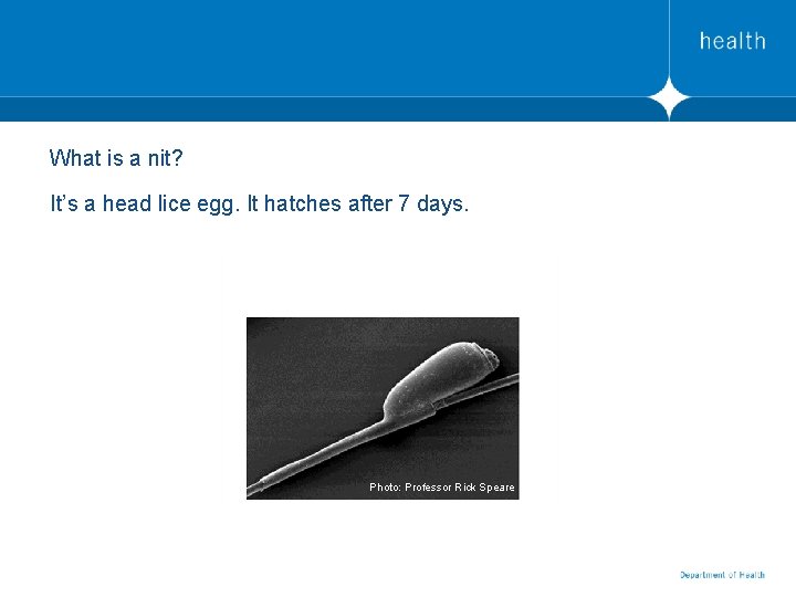 What is a nit? It’s a head lice egg. It hatches after 7 days.