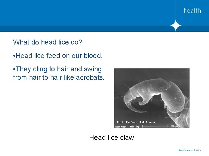 What do head lice do? • Head lice feed on our blood. • They