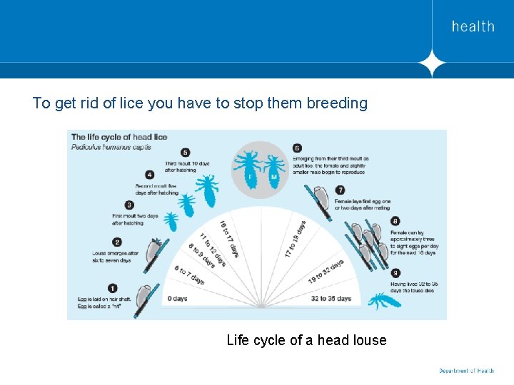 To get rid of lice you have to stop them breeding Life cycle of