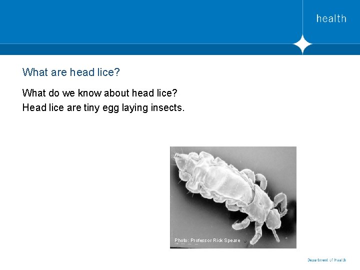 What are head lice? What do we know about head lice? Head lice are