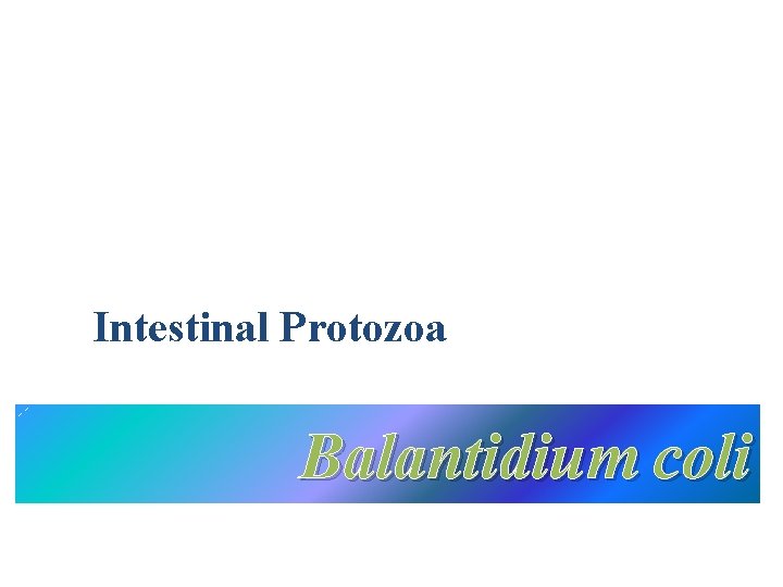 Intestinal Protozoa Balantidium coli 