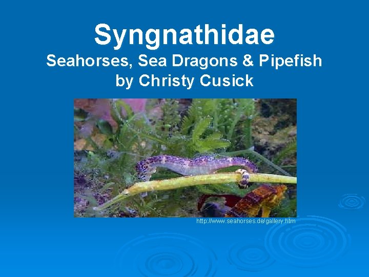Syngnathidae Seahorses, Sea Dragons & Pipefish by Christy Cusick http: //www. seahorses. de/gallery. htm
