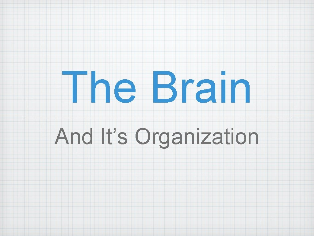 The Brain And It’s Organization 